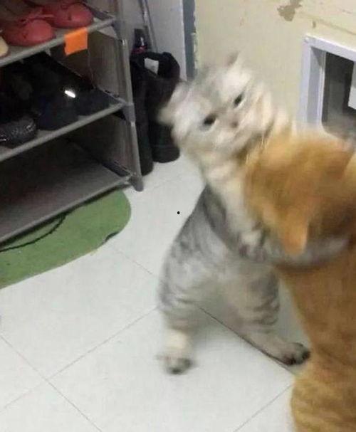 吃瓜群众看猫咪吵架,吃瓜群众视角下的喵星人大战