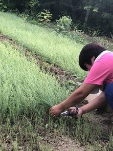 北京二环吃瓜群众,吃瓜群众的街头热话与生活百态