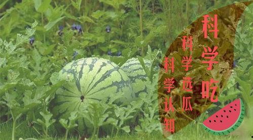 夏天属于吃瓜群众吗,吃瓜群众如何享受清凉一夏?