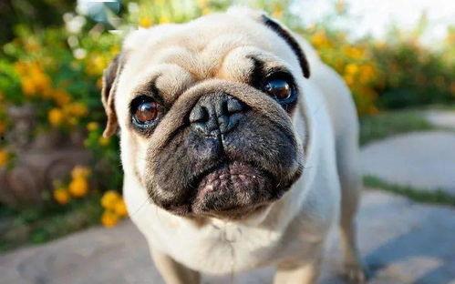 吃瓜群众嘎巴哥视频大全,揭秘热门视频背后的趣味故事