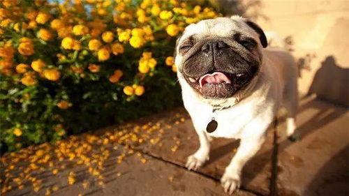 吃瓜群众嘎巴哥视频大全,揭秘热门视频背后的趣味故事