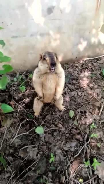 一群吃瓜群众看猫打架的热闹,一场吃瓜群众的欢乐盛宴