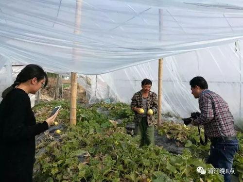 商水吃瓜群众,揭秘当地生活百态