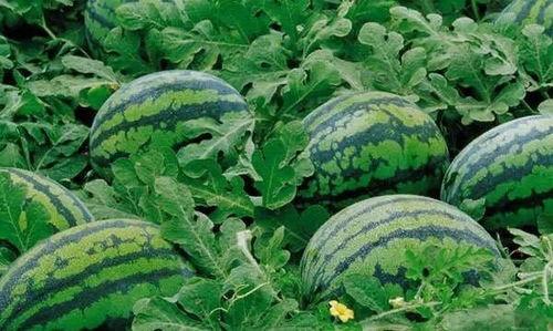 哪个国家的群众吃瓜好,哪个国家群众“吃瓜”文化盛行,全民热议成风