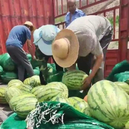 射阳吃瓜群众事件视频,一场网络舆论的风暴与反思