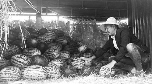 岛城吃瓜群众事件,一场网络舆论的风暴与反思