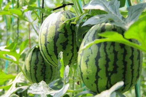 农村生活西瓜地里吃瓜群众,农村生活里的西瓜盛宴